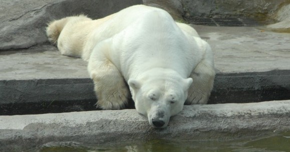 Московский зоопарк: медведи