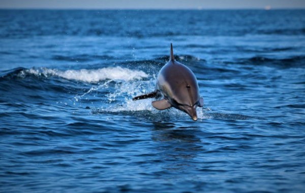 Экспедиция к черноморским дельфинам