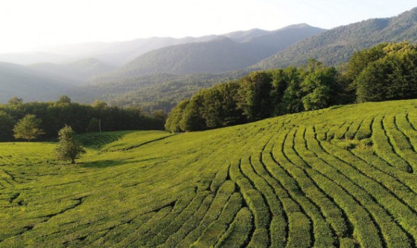 Экскурсия на Мацестинские чайные плантации