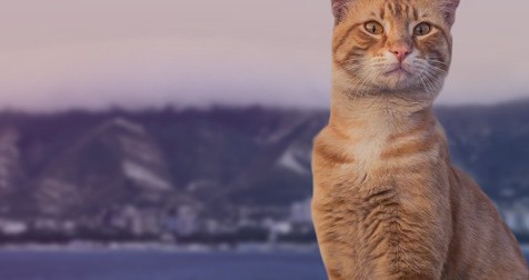 «Геленджик кота Василия» — театрализованная аудиоэкскурсия