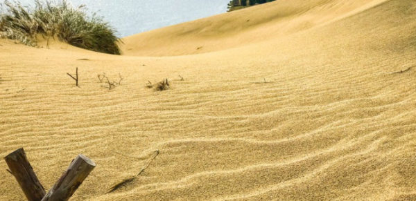 О чем поют пески янтарных дюн: история Куршской косы