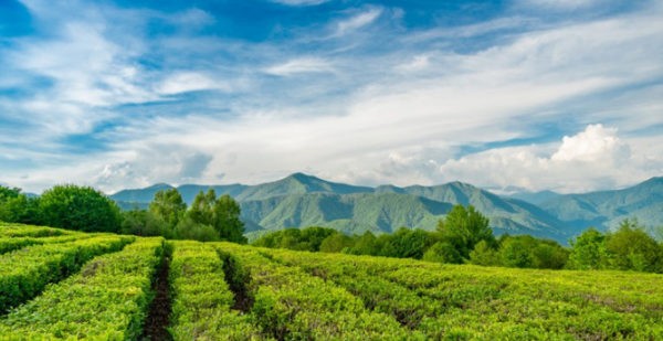 Курортный Сочи: Мацеста, чайная фабрика и плантация, ферма Экзархо
