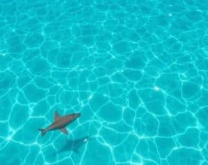 Морские экскурсии в Паттайе: как выбрать свой идеальный день на воде