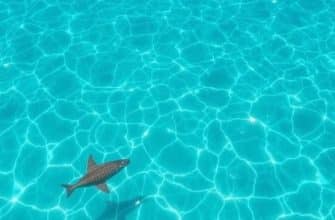 Морские экскурсии в Паттайе: как выбрать свой идеальный день на воде